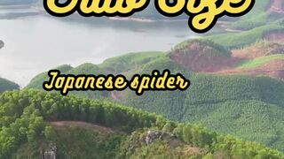 Animal Facts        Japanese Spider Crab Size          #shorts