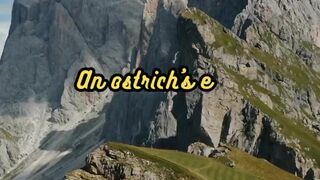 Animal Facts        Ostrich Eyes          #shorts