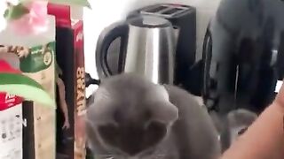 Cat onion