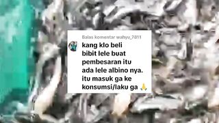 Bibit lele ALBINO kalau jadi lele konsumsi LAKU atau TIDAK❓