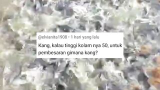 Kolam tinggi 50cm untuk pembesaran lele❗BISA atau TIDAK❓