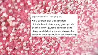 Larva lele HILANG 1 hari setelah menetas❗Apa iya dimakan JENTIK nyamuk❓