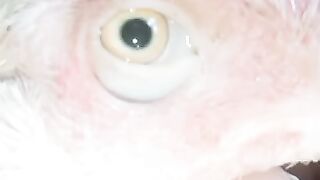 White eye chicken