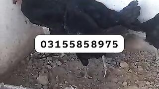 Black fghj