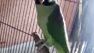Log and the parrot