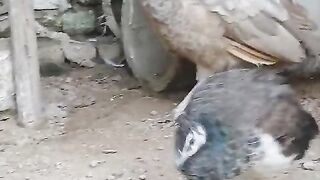 Pheasants plus birds
