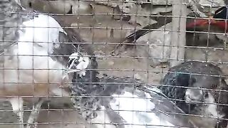 Such beautiful peacock