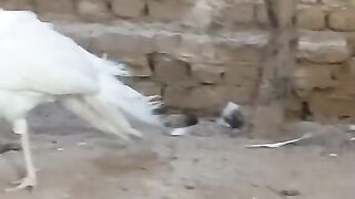 White bird peacock
