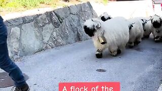 Shaun the sheep