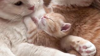 Cats pets