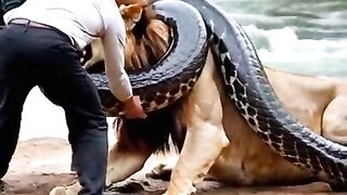 The_lion_refused_to_cooperate_with_us(480p).