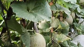 melon plants ready to be harvested