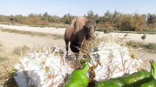 Camels can eat cactus with thorns