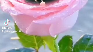 Hamza Arts love songs