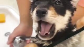 Funny puppy taking a bath ????????.