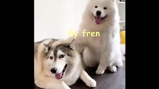 Angery Boyes