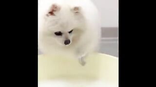 Cute Pom Spa day