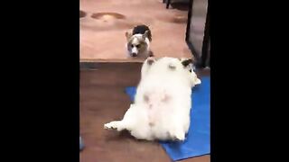 Doggos of the Week