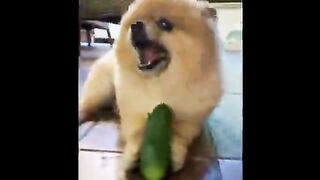 Funny Pom