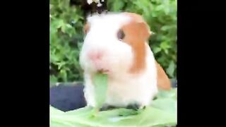 Guinea Pigs be like