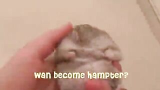 How to be Hampter
