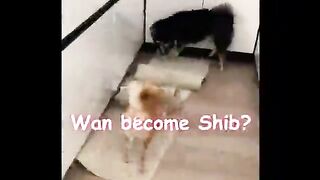 How to become Shiba Inu