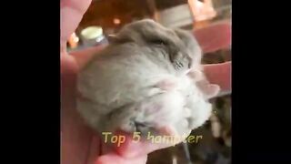 Top 5 Hampter