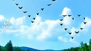 Hamza Arts love songs