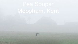 Pea Souper, Meopham, Kent, UK - Tue 15/Oct/24