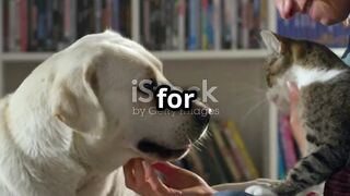 The Fascinating World of Unusual Pets, From Exotic Animals to Miniature Creatures 27