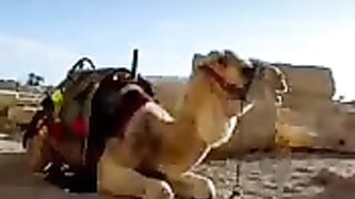 Palmyra