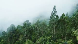 Rainforests 101.