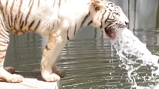Detik detik harimau mati karena keracunan