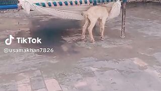 بکری کا بچہ