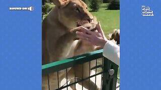 The FUNNIEST Animal Shorts Ever!