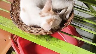 Kucing