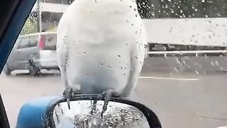 Разведчик