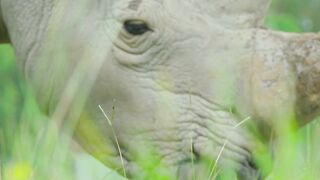 Up close with DJ the Rhino _ Australia Zoo Life.