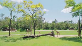Meet the tallest member of _ Australia Zoo Life.