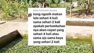 Ngasih makan lele 4x sehari dengan 2x sehari apakah pertumbuhannya akan lebih cepat yang 4x sehari atau sama saja❓