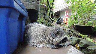 the raccoon with chewed ears watching over her territory.