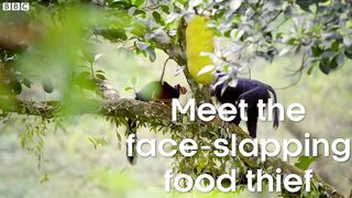 Macaques SLAP Squirrels And Steal Their Food _ Primates _ BBC Earth.