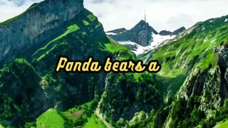 Animal Facts        Panda Bear Cubs          #shorts