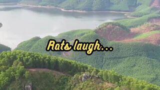 Animal Facts        Rat Laughter          #shorts