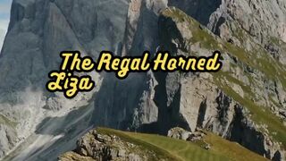 Animal Facts        Regal Horned Lizard Defense          #shorts