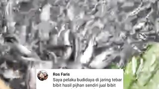 Pembesaran lele pakan full usus FCR 1:4❗RUGI atau UNTUNG ayo kita hitung