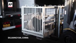Two pandas prepare to leave China for the United States.