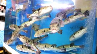 Make you death !! Fugu Japanese Street Food