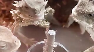 Lizard eat