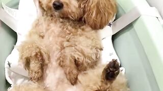 Beautiful puppy taking a bath ????????.